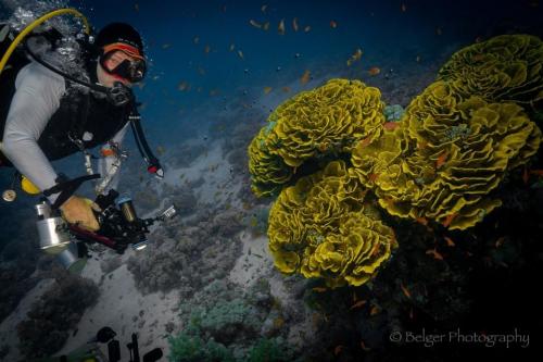 Diver approaching coral 