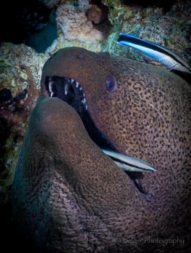 Moray Eel with cleaner fish