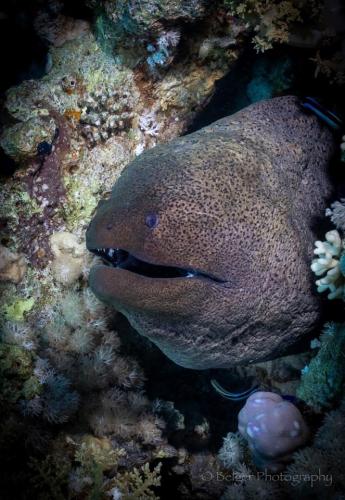Moray Eel