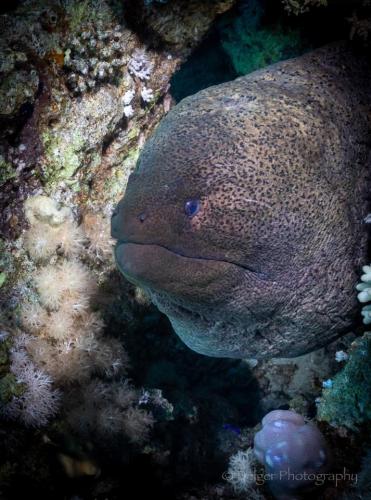 Moray Eel