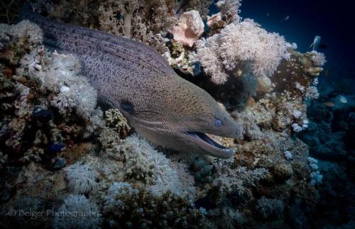 Moray Eel
