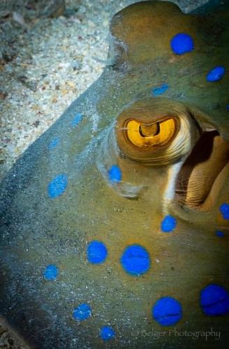 Blue Spotted Sting Ray