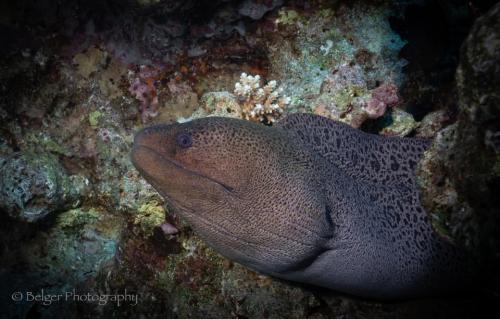 Moray Eel