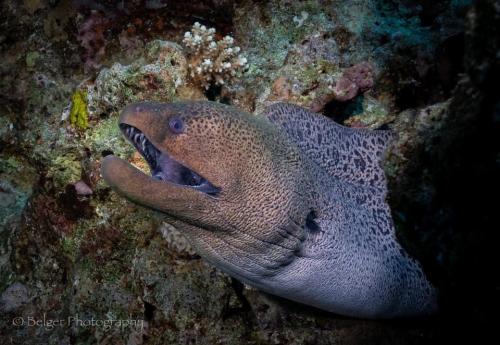 Moray Eel