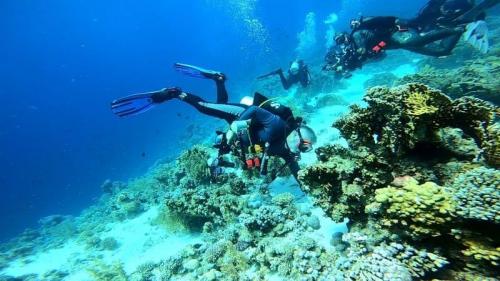 Diving round the corals