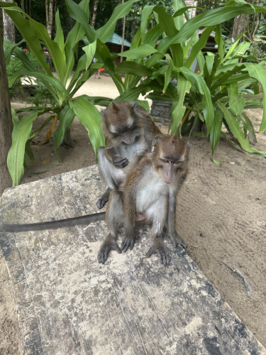 Some of the local wildlife coming by for a picture while Trident Warriors was in the Philippines for their 2025 scuba diving trip