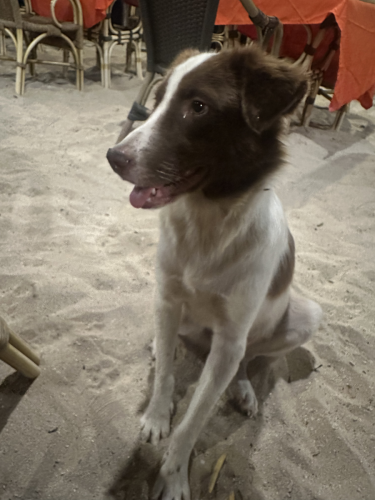 There is just no way to resist loving a great and well behaved K9 that sits so perfectly 