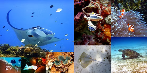 This montage shows the diverse  marine life that one can expect to see in the areas that Trident Warriors will be diving during this expedition. 