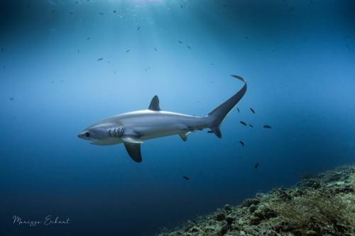 Thresher sharks are just one of many types of wildlife that can be seen while scuba diving in the Philippines with Trident Warriors